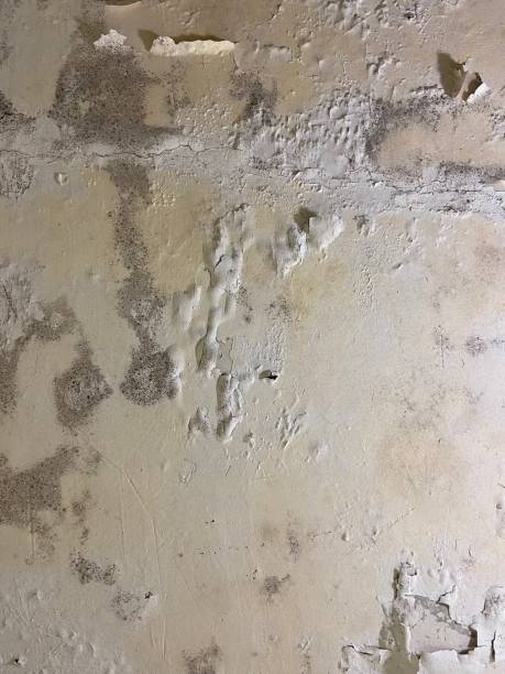 Best Mold Testing and Inspection Services in Lockhart, FL
